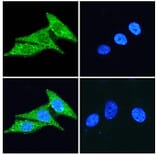 Immunofluorescence - Anti-CD133 Antibody (A286081) - Antibodies.com