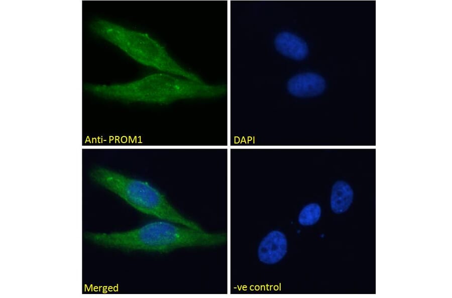 Immunofluorescence - Anti-CD133 Antibody (A286082) - Antibodies.com