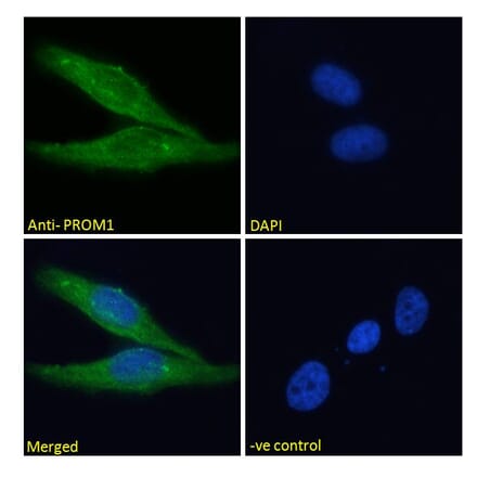 Immunofluorescence - Anti-CD133 Antibody (A286082) - Antibodies.com
