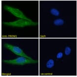 Immunofluorescence - Anti-CD133 Antibody (A286082) - Antibodies.com