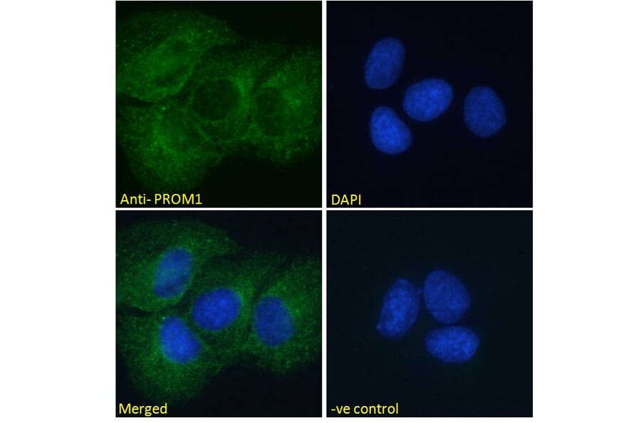 Immunofluorescence - Anti-CD133 Antibody (A286082) - Antibodies.com