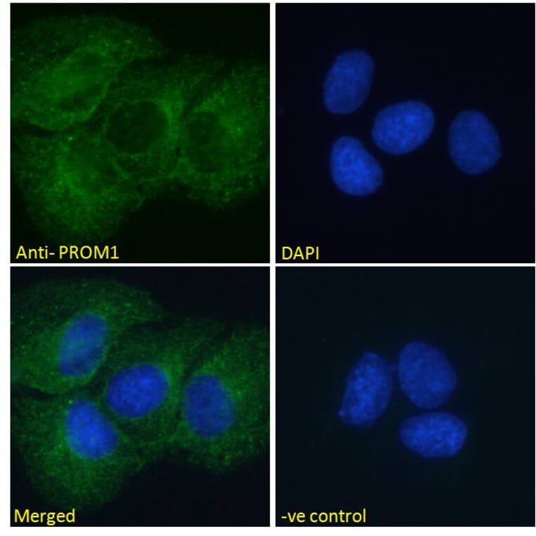 Immunofluorescence - Anti-CD133 Antibody (A286082) - Antibodies.com