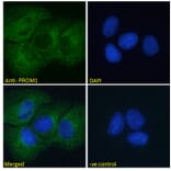 Immunofluorescence - Anti-CD133 Antibody (A286082) - Antibodies.com