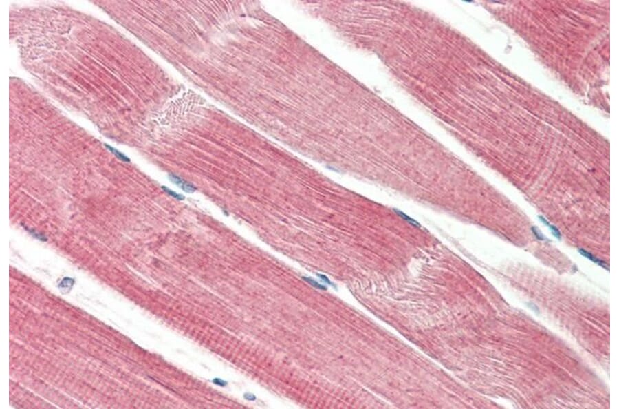 Immunohistochemistry - Anti-THNSL2 Antibody (A286083) - Antibodies.com
