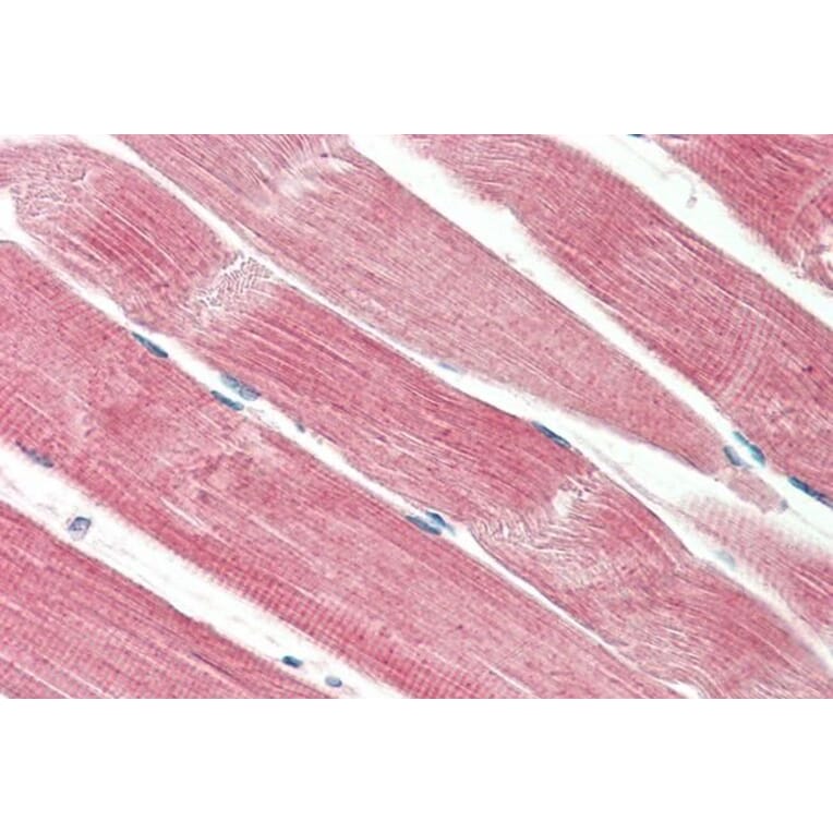 Immunohistochemistry - Anti-THNSL2 Antibody (A286083) - Antibodies.com