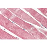 Immunohistochemistry - Anti-THNSL2 Antibody (A286083) - Antibodies.com