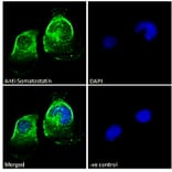 Immunofluorescence - Anti-Somatostatin Antibody (A286084) - Antibodies.com