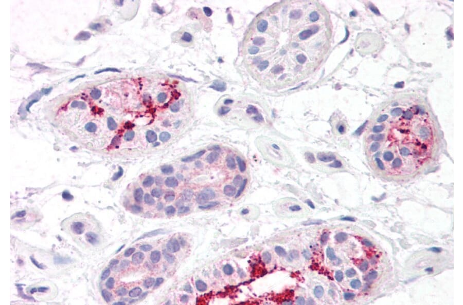 Immunohistochemistry - Anti-BOD1L Antibody (A286085) - Antibodies.com