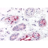 Immunohistochemistry - Anti-BOD1L Antibody (A286085) - Antibodies.com