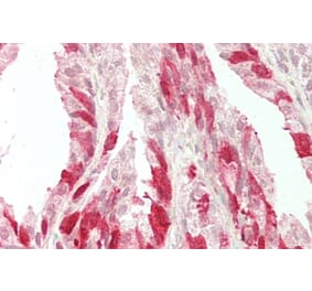 Immunohistochemistry - Anti-NELL2 Antibody (A286086) - Antibodies.com