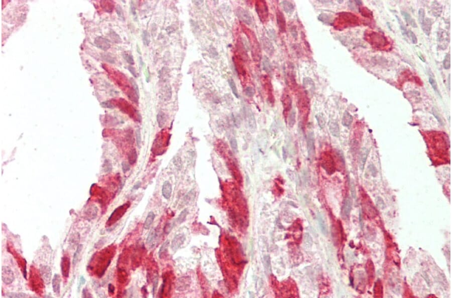 Immunohistochemistry - Anti-NELL2 Antibody (A286086) - Antibodies.com