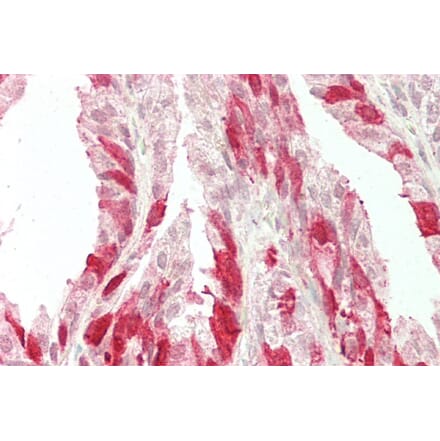 Immunohistochemistry - Anti-NELL2 Antibody (A286086) - Antibodies.com