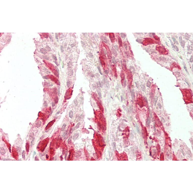 Immunohistochemistry - Anti-NELL2 Antibody (A286086) - Antibodies.com