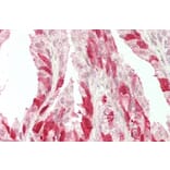 Immunohistochemistry - Anti-NELL2 Antibody (A286086) - Antibodies.com