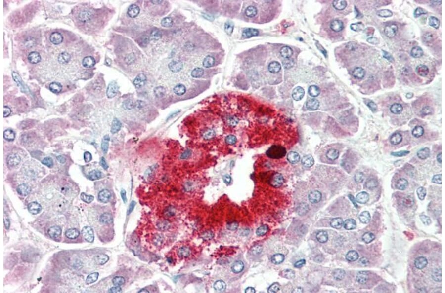 Immunohistochemistry - Anti-ProSAAS Antibody (A286087) - Antibodies.com