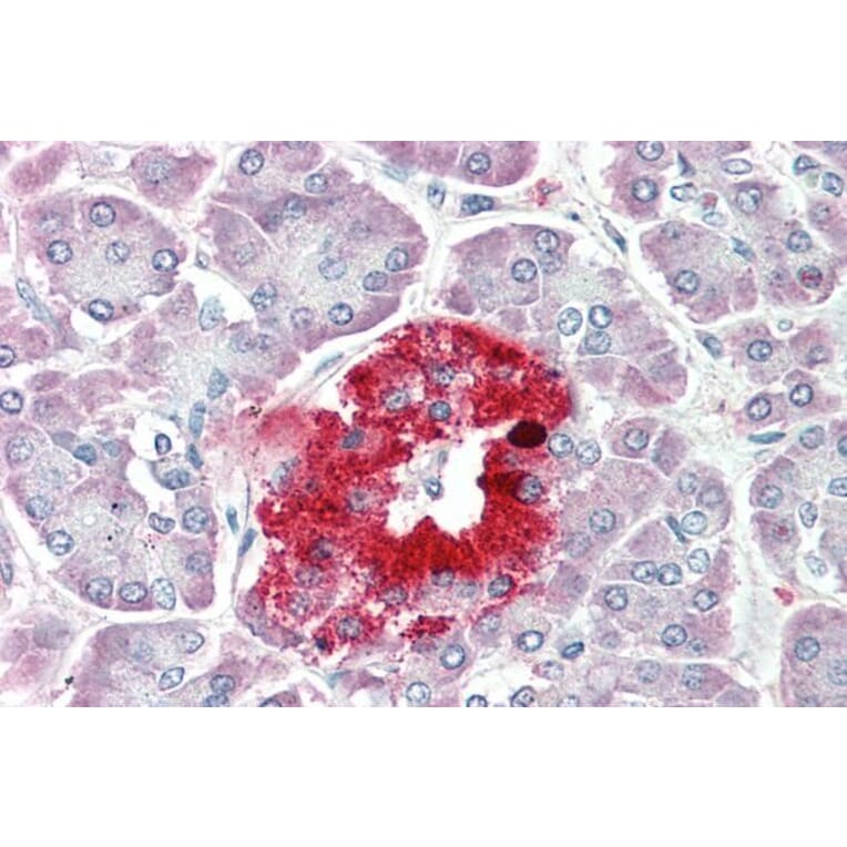 Immunohistochemistry - Anti-ProSAAS Antibody (A286087) - Antibodies.com