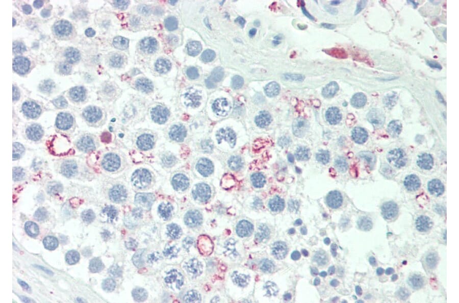Immunohistochemistry - Anti-Adipogenin Antibody (A286088) - Antibodies.com