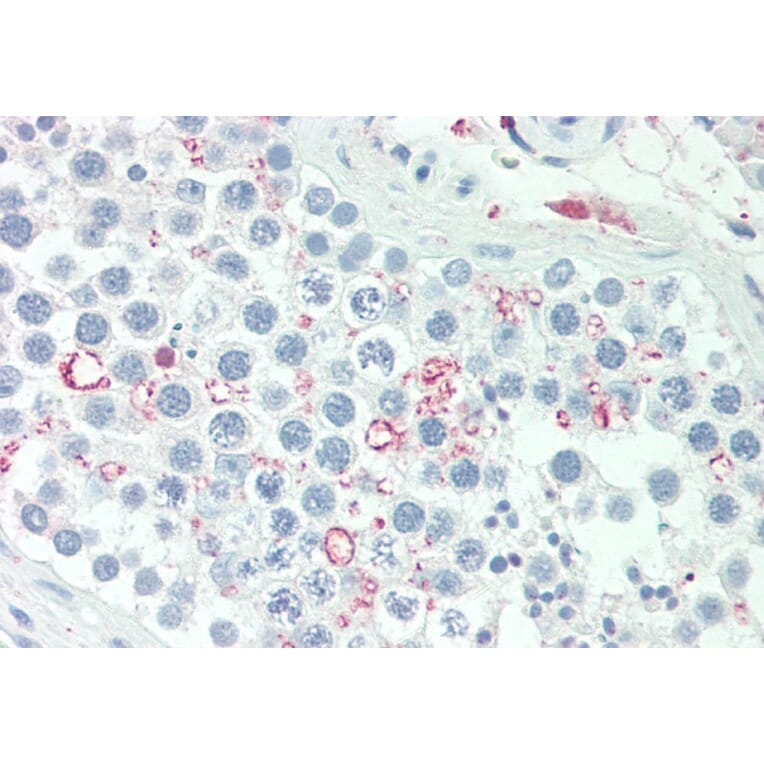 Immunohistochemistry - Anti-Adipogenin Antibody (A286088) - Antibodies.com