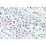 Immunohistochemistry - Anti-Adipogenin Antibody (A286088) - Antibodies.com