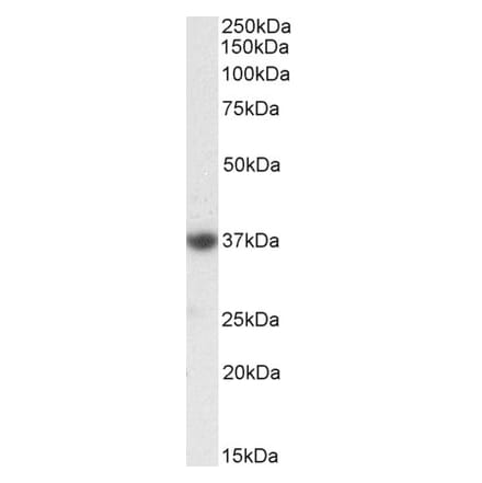 Western Blot - Anti-SOX2 Antibody (A286089) - Antibodies.com