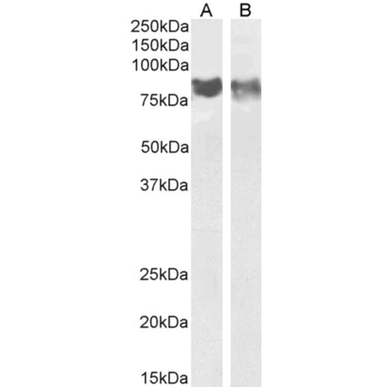 Western Blot - Anti-CD31 Antibody (A286090) - Antibodies.com