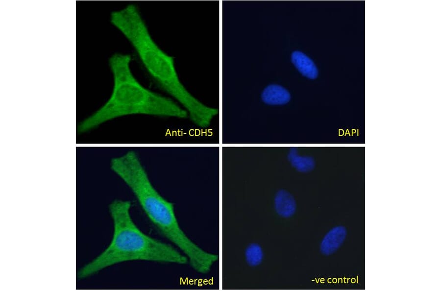 Immunofluorescence - Anti-VE Cadherin Antibody (A286091) - Antibodies.com