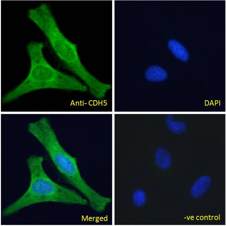 Immunofluorescence - Anti-VE Cadherin Antibody (A286091) - Antibodies.com