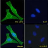 Immunofluorescence - Anti-VE Cadherin Antibody (A286091) - Antibodies.com