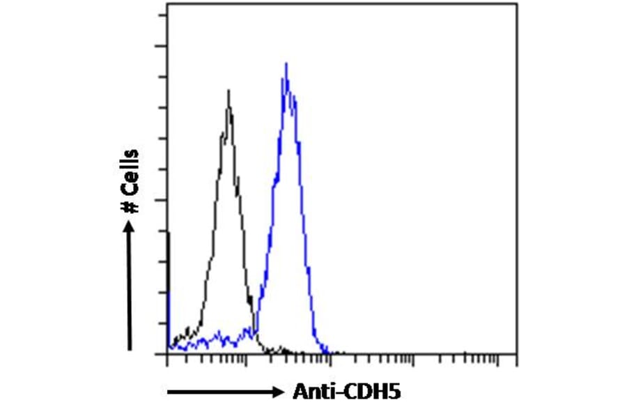 Flow Cytometry - Anti-VE Cadherin Antibody (A286091) - Antibodies.com