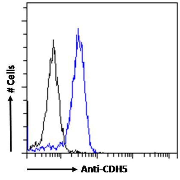 Flow Cytometry - Anti-VE Cadherin Antibody (A286091) - Antibodies.com