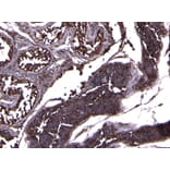 Immunohistochemistry - Anti-ACE2 Antibody (A286092) - Antibodies.com