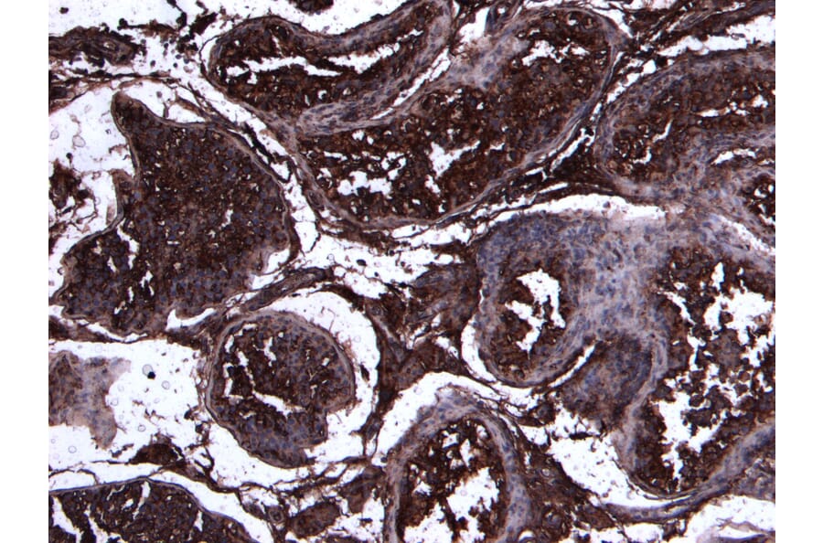 Immunohistochemistry - Anti-ACE2 Antibody (A286094) - Antibodies.com