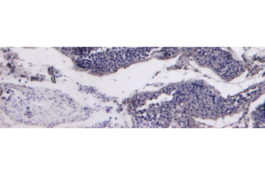 Immunohistochemistry - Anti-ACE2 Antibody (A286094) - Antibodies.com