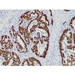 Validation Data - Anti-p53 Antibody [YN01765m] (A288701)