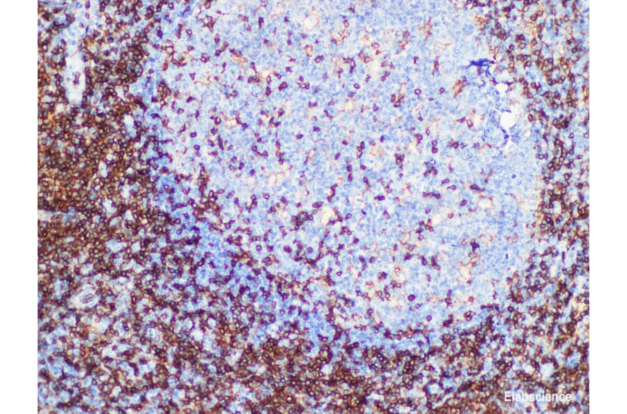 Validation Data - Anti-CD4 Antibody [YN00215r] (A288702)