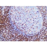 Validation Data - Anti-CD4 Antibody [YN00215r] (A288702)