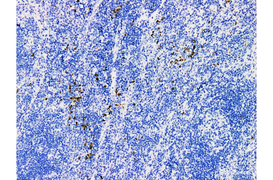 Validation Data - Anti-Granzyme B Antibody [YN00905r] (A288703)