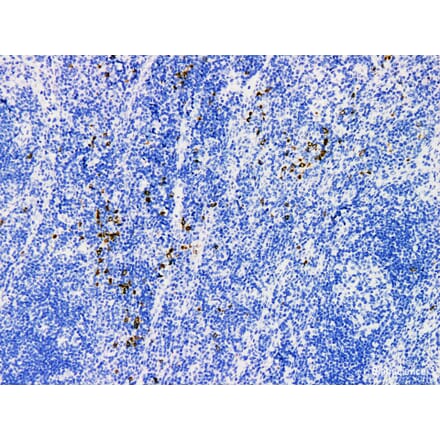 Validation Data - Anti-Granzyme B Antibody [YN00905r] (A288703)