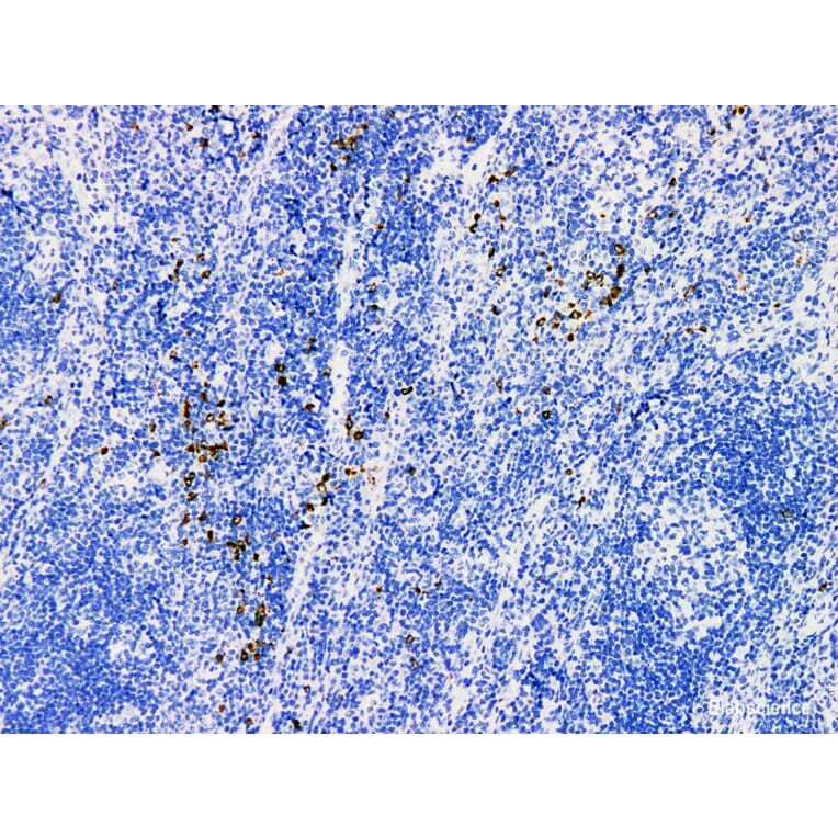 Validation Data - Anti-Granzyme B Antibody [YN00905r] (A288703)
