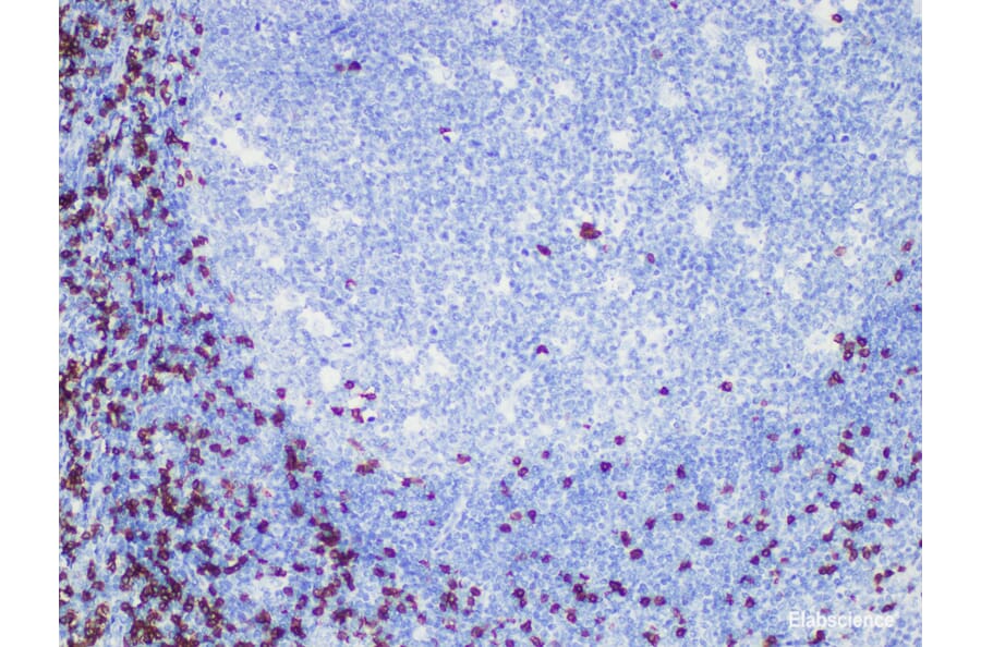 Validation Data - Anti-CD8 Antibody [YN00246m] (A288704)