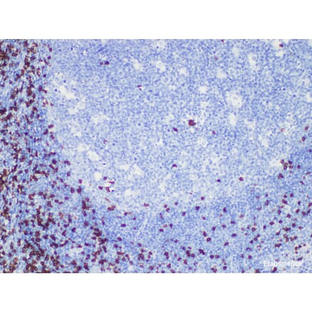 Validation Data - Anti-CD8 Antibody [YN00246m] (A288704)