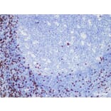 Validation Data - Anti-CD8 Antibody [YN00246m] (A288704)