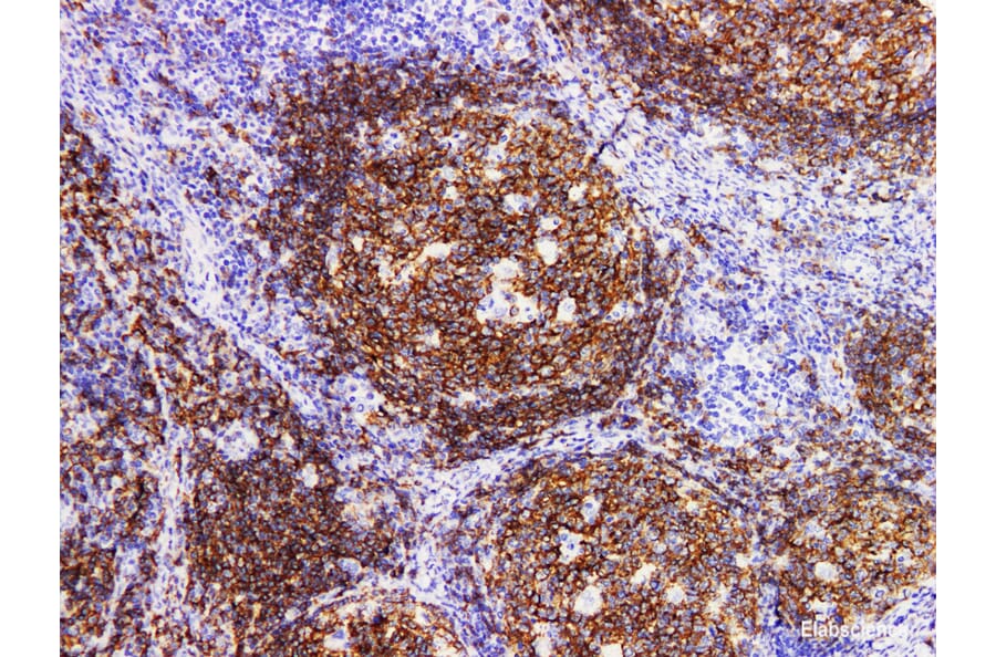 Validation Data - Anti-CD19 Antibody [YN00265r] (A288705)