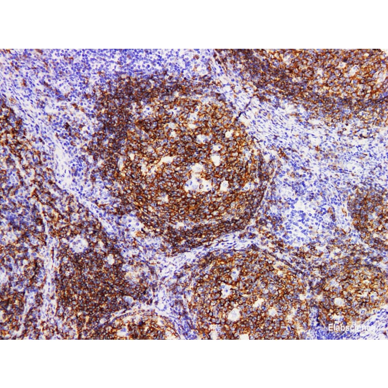 Validation Data - Anti-CD19 Antibody [YN00265r] (A288705)