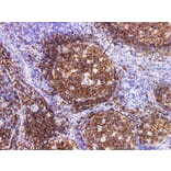 Validation Data - Anti-CD19 Antibody [YN00265r] (A288705)