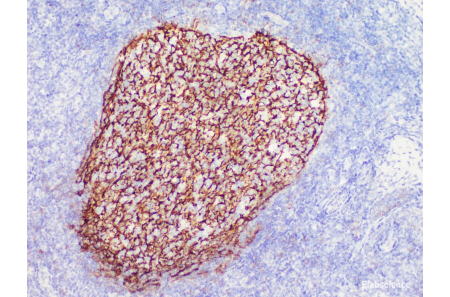 Validation Data - Anti-CD21 Antibody [YN00285m] (A288709)