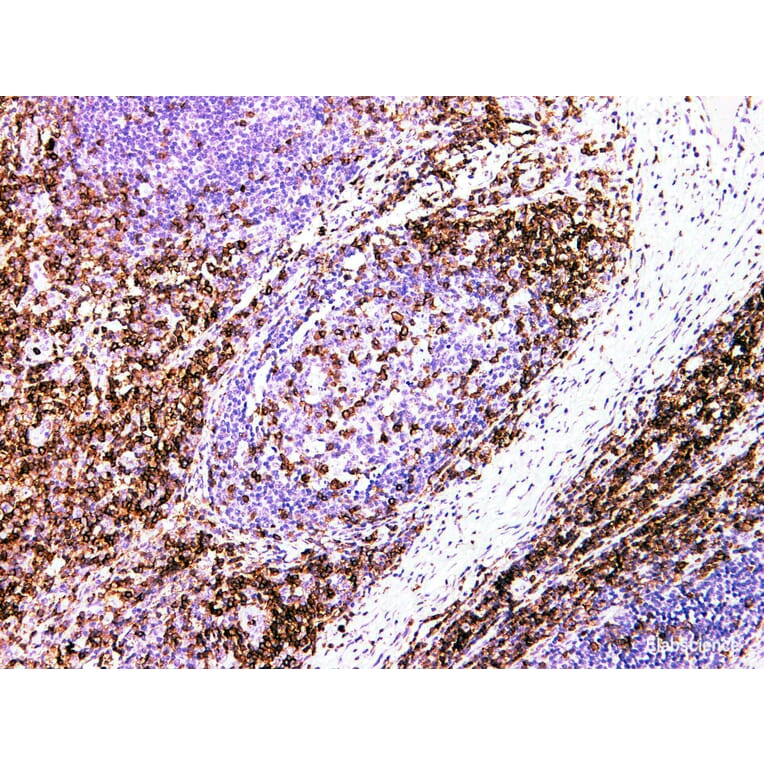 Validation Data - Anti-CD43 Antibody [YN00356m] (A288710)