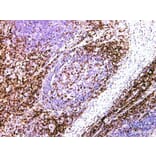 Validation Data - Anti-CD43 Antibody [YN00356m] (A288710)