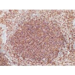 Validation Data - Anti-CD45 (LCA) Antibody [YN00375m] (A288711)