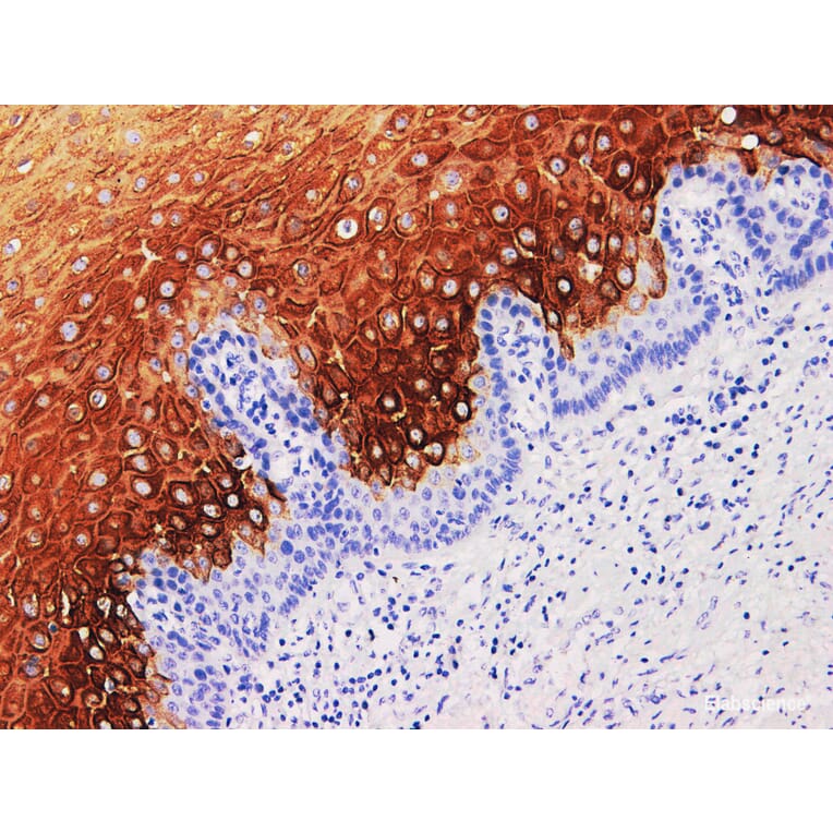 Validation Data - Anti-Cytokeratin 4 Antibody [YN01736m] (A288715)